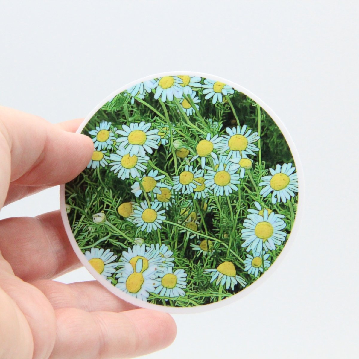 Chamomile Flowers 3 inch Round Premium Vinyl Sticker