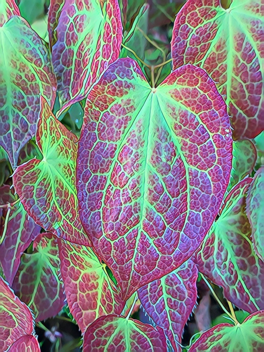 Epimedium Fall Leaves, Blank Greeting Card, Garden Woodland Groundcover