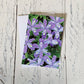 Purple Crested Iris Spring Flowers, Blank Greeting Card, North American Native Plant