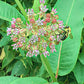 Milkweed Flower with Bumble Bee, Blank Greeting Card, North American Native Plant