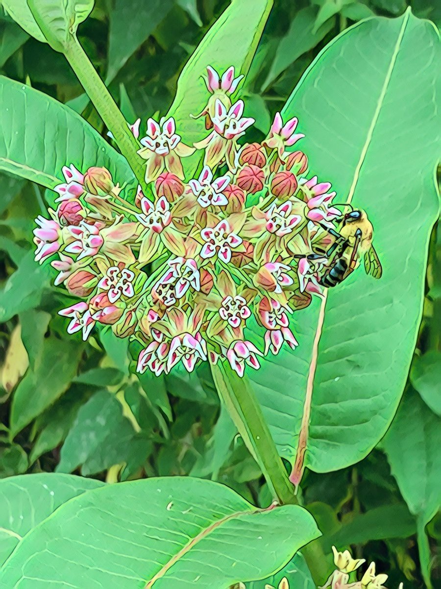 Milkweed Flower with Bumble Bee, Blank Greeting Card, North American Native Plant