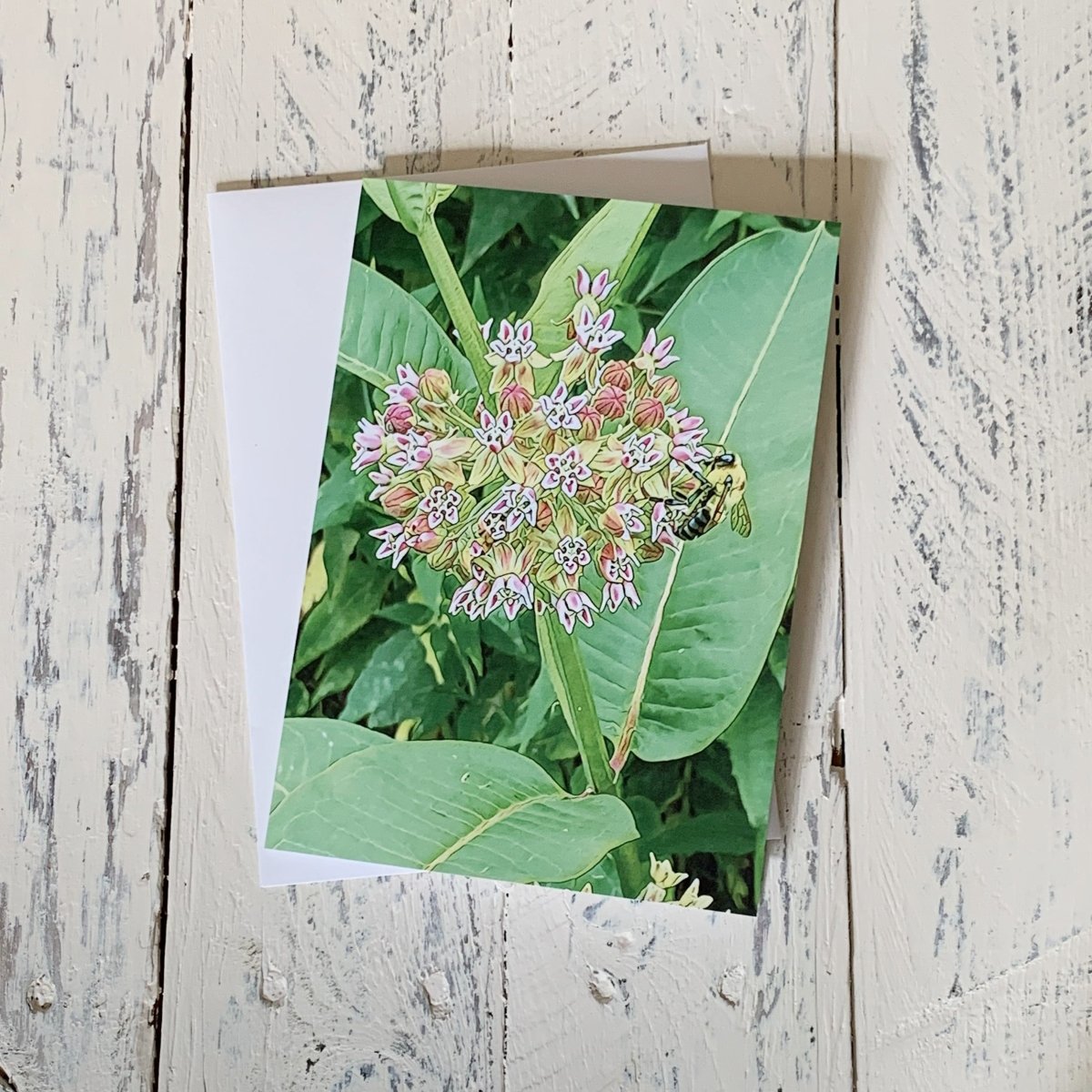 Milkweed Flower with Bumble Bee, Blank Greeting Card, North American Native Plant