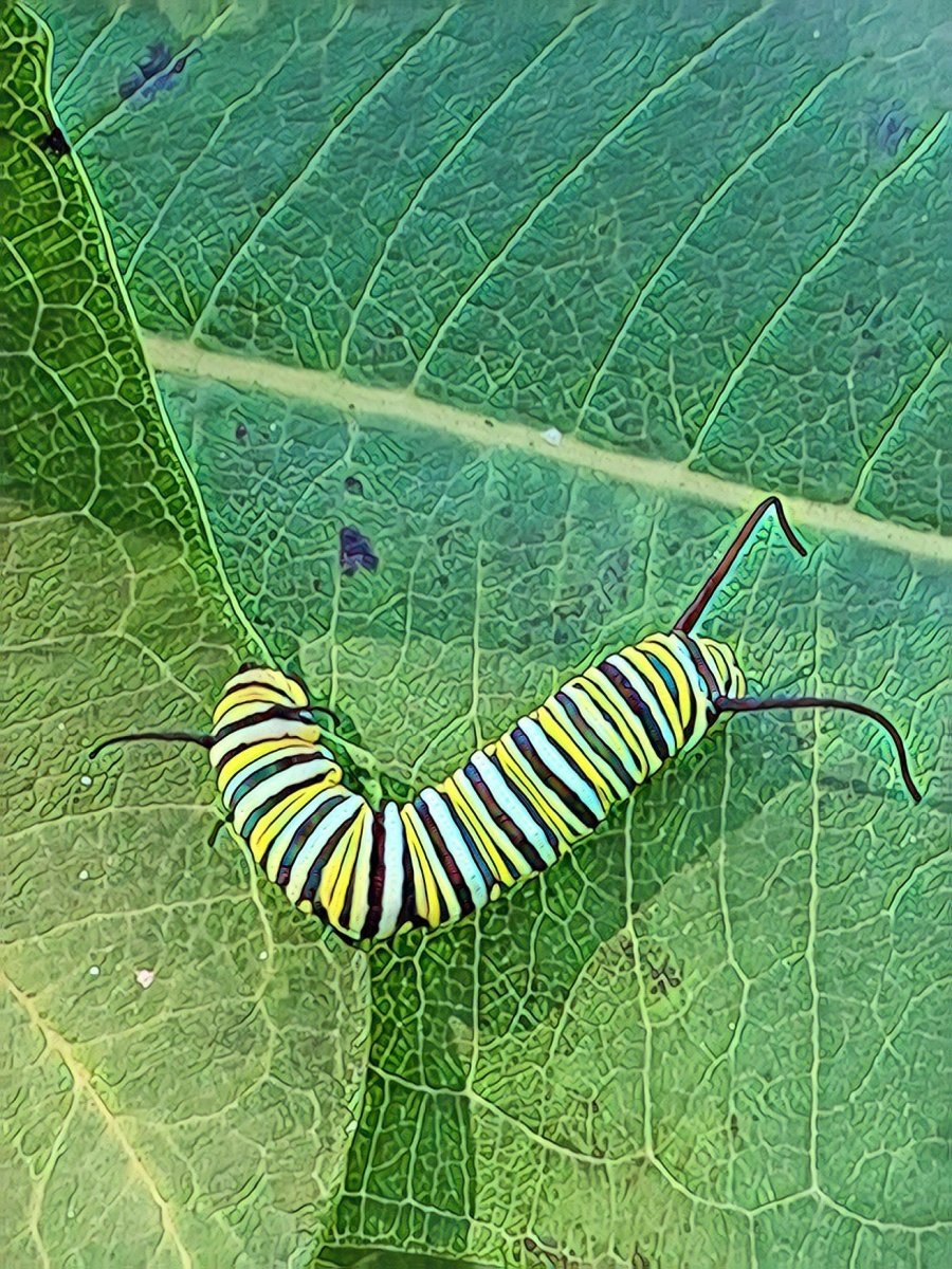 Monarch Caterpillar, Blank Greeting Card, North American Native