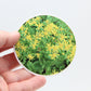 Packera Aurea Flowers 3 inch Round Premium Vinyl Sticker