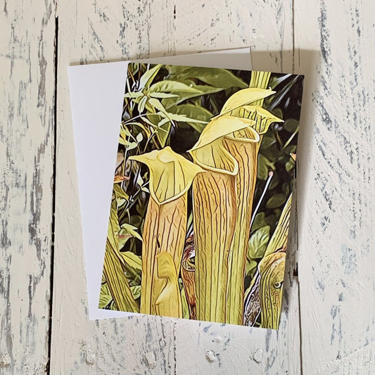 Pale Pitcher Plant, Blank Greeting Card, North American Native Plant