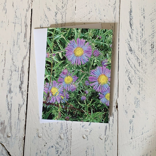 Purple New England Aster Flowers, Blank Greeting Card, North American Native Plant