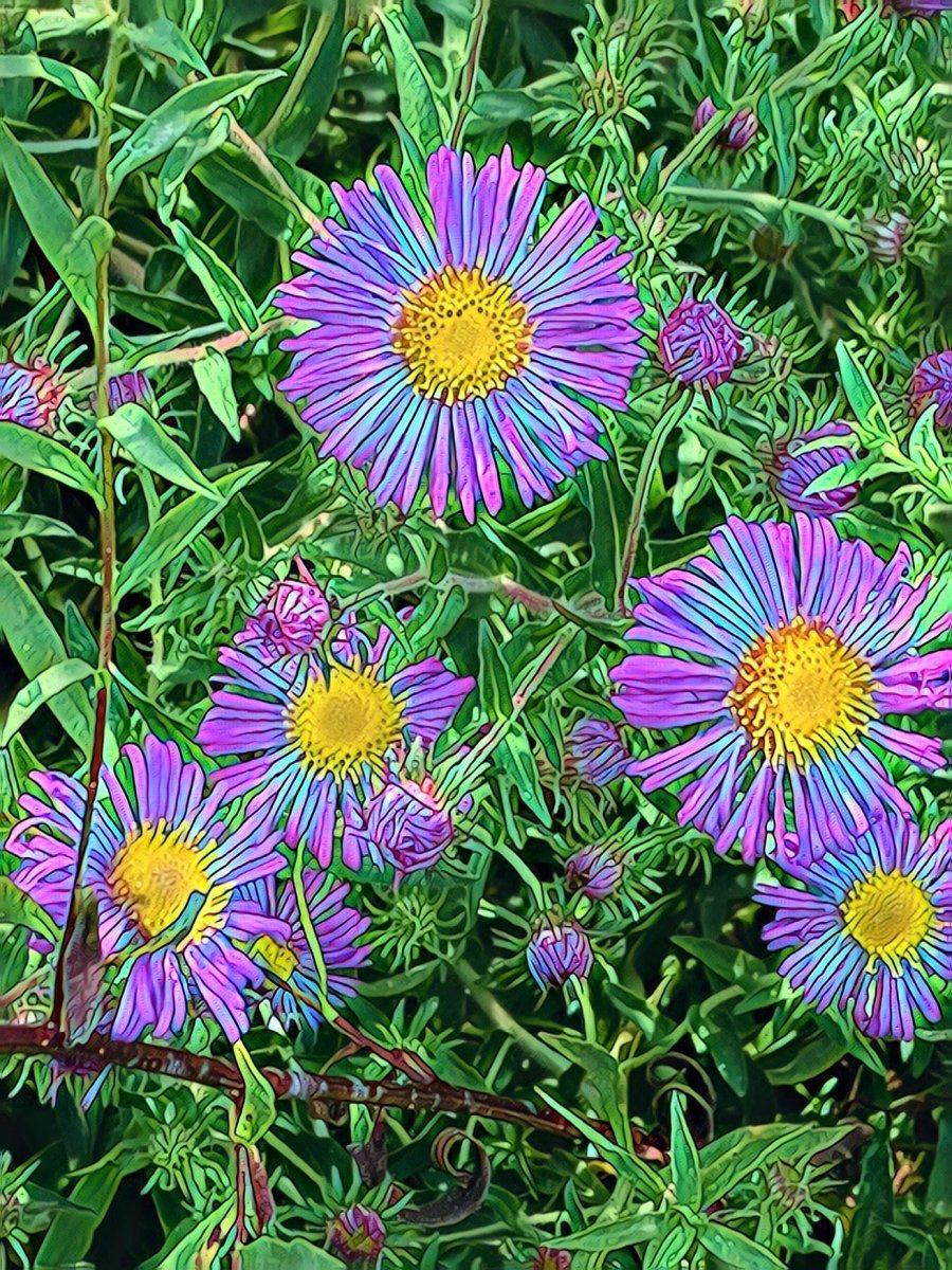 Purple New England Aster Flowers, Blank Greeting Card, North American Native Plant
