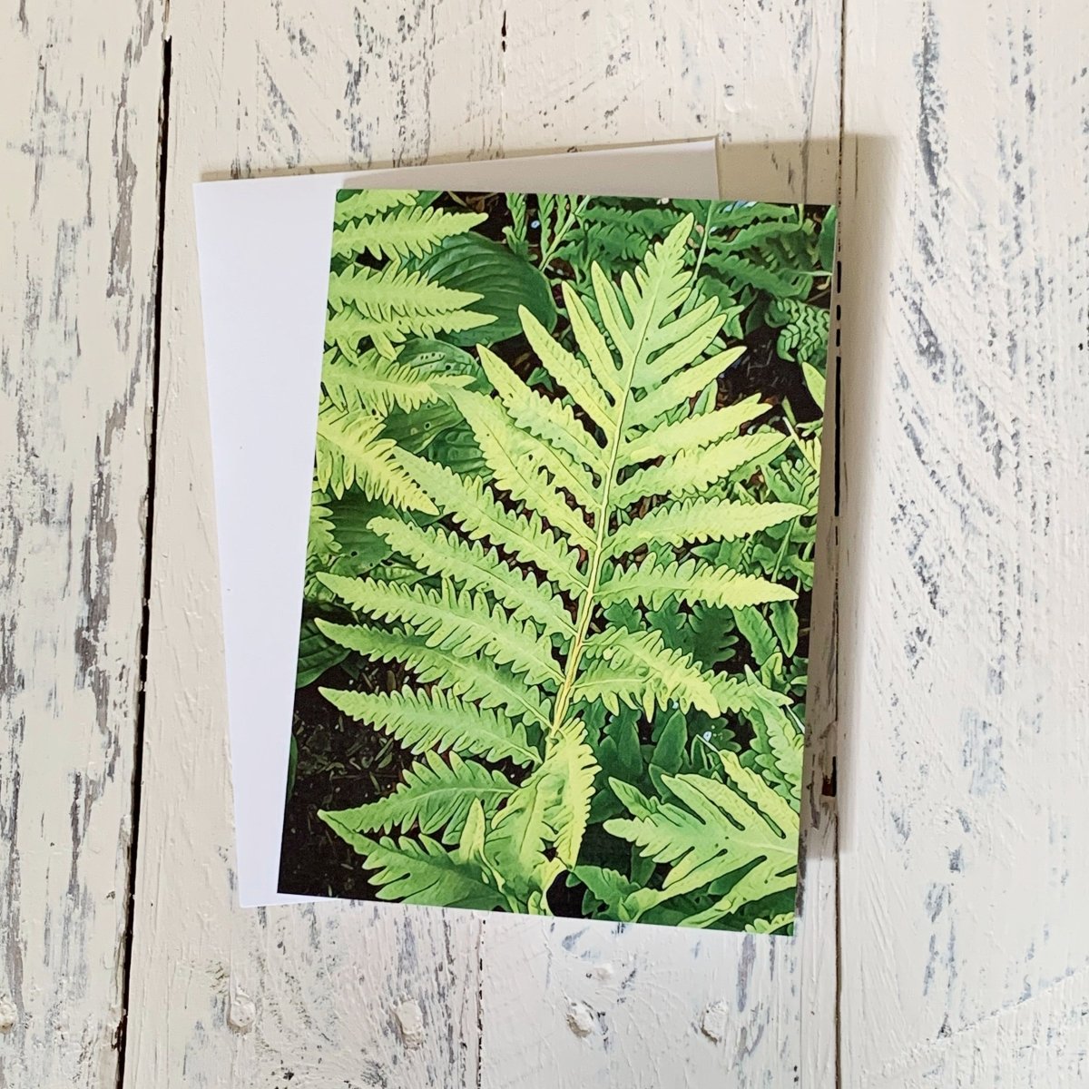 Sensitive Fern Fronds, Blank Greeting Card, North American Native Plant