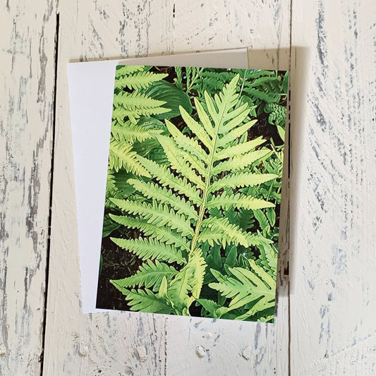 Sensitive Fern Fronds, Blank Greeting Card, North American Native Plant