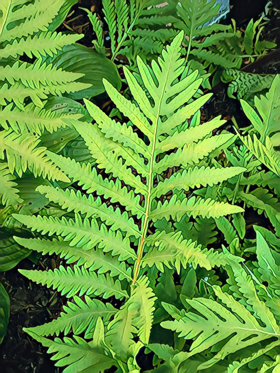 Sensitive Fern Fronds, Blank Greeting Card, North American Native Plant