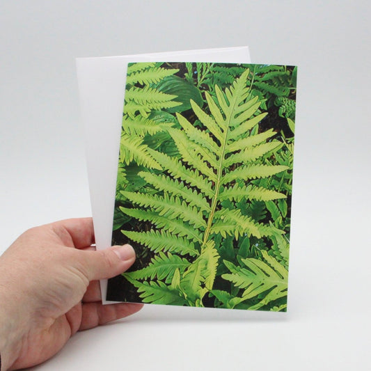 Sensitive Fern Fronds, Blank Greeting Card, North American Native Plant