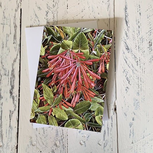 Trumpet Honeysuckle Flowers, Blank Greeting Card, North American Native Plant
