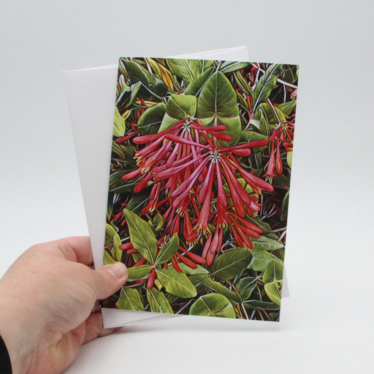 Trumpet Honeysuckle Flowers, Blank Greeting Card, North American Native Plant