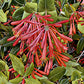 Trumpet Honeysuckle Flowers, Blank Greeting Card, North American Native Plant