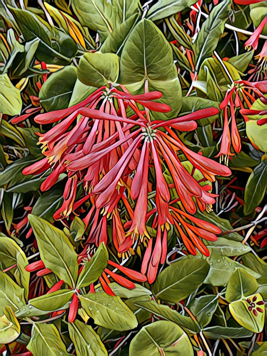 Trumpet Honeysuckle Flowers, Blank Greeting Card, North American Native Plant