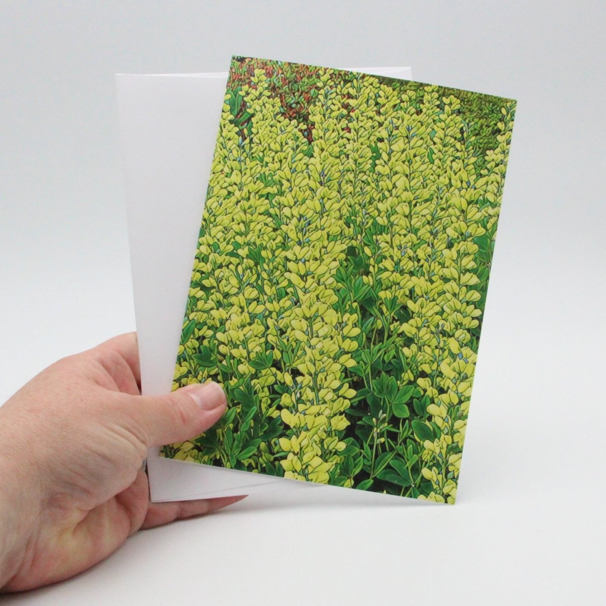 Yellow False Indigo Flowers, Blank Greeting Card, Garden Boquet