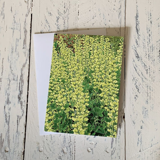 Yellow False Indigo Flowers, Blank Greeting Card, Garden Boquet