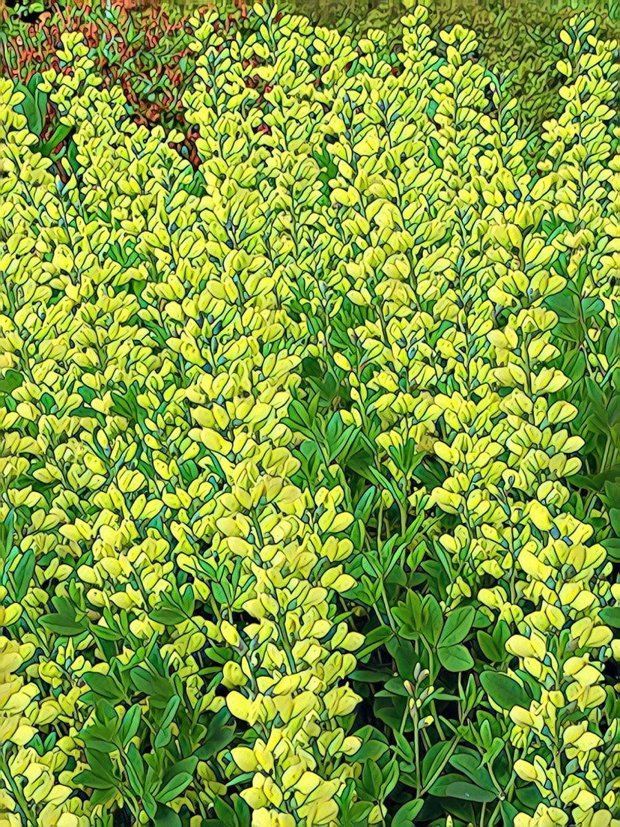 Yellow False Indigo Flowers, Blank Greeting Card, Garden Boquet